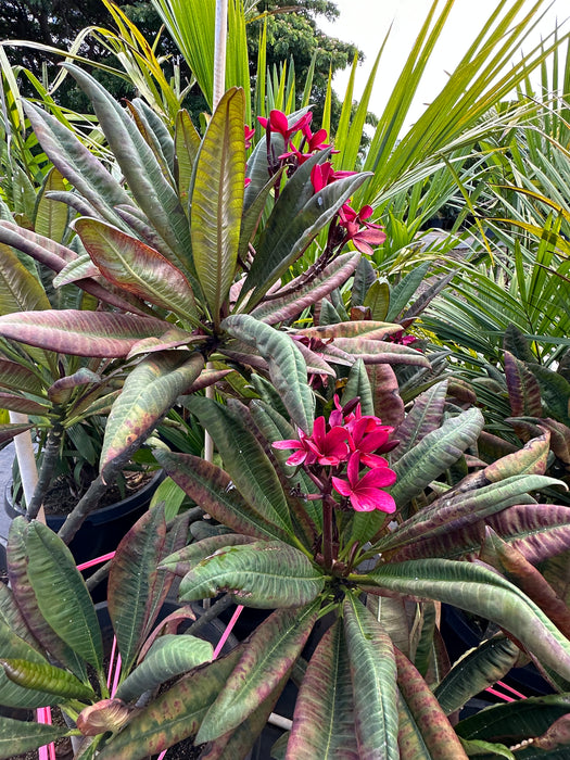 Maui Plumeria Tree