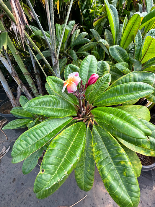 Maui Plumeria Tree