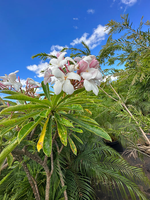 Maui Plumeria Tree