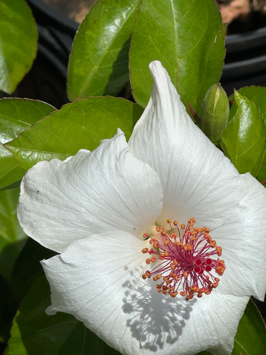 Specialty Hibiscus Hawaiian Exotic