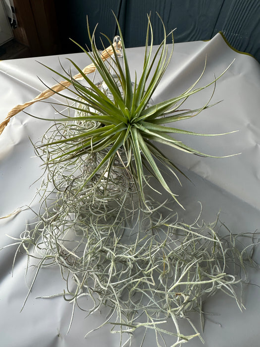 Airplant Christmas Ornaments Made On Maui