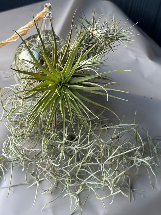 Airplant Christmas Ornaments Made On Maui