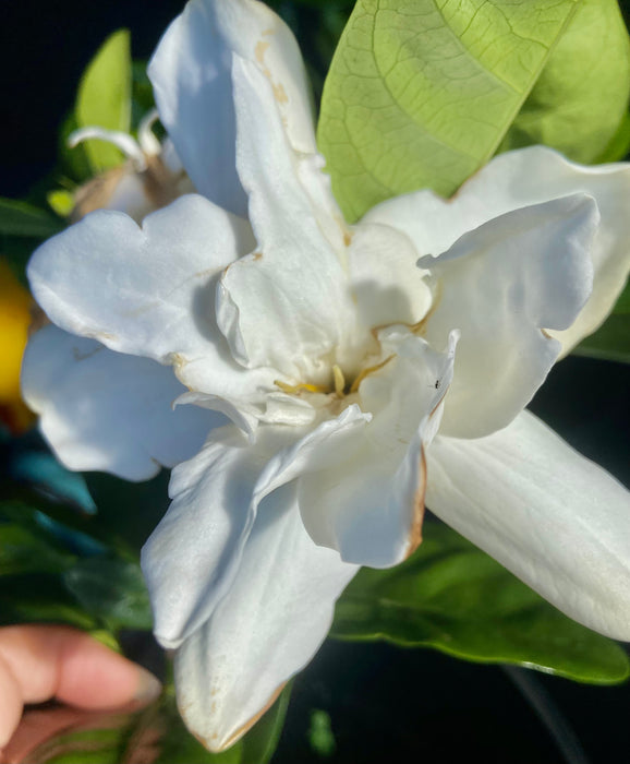 Double Tahitian Gardenia ~ Incredible Gift