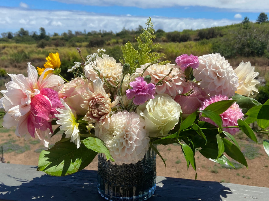 Dahlia Summer Dream ~ Freshly harvested at time of order