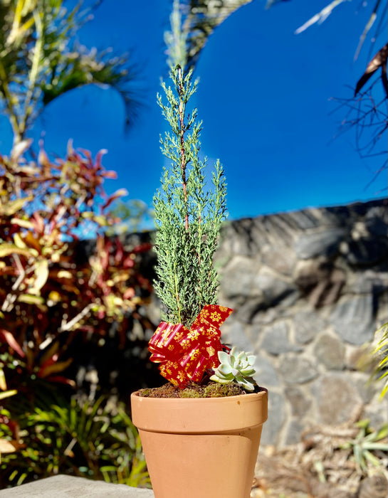 Merry Maui Christmas Scented Cypress