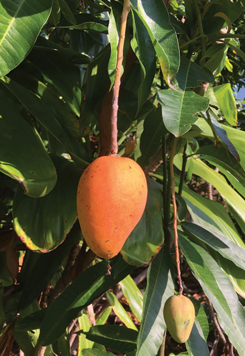 Lahaina Mango Tree
