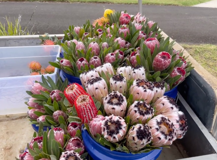 Kula Maui Protea - Country Bouquet