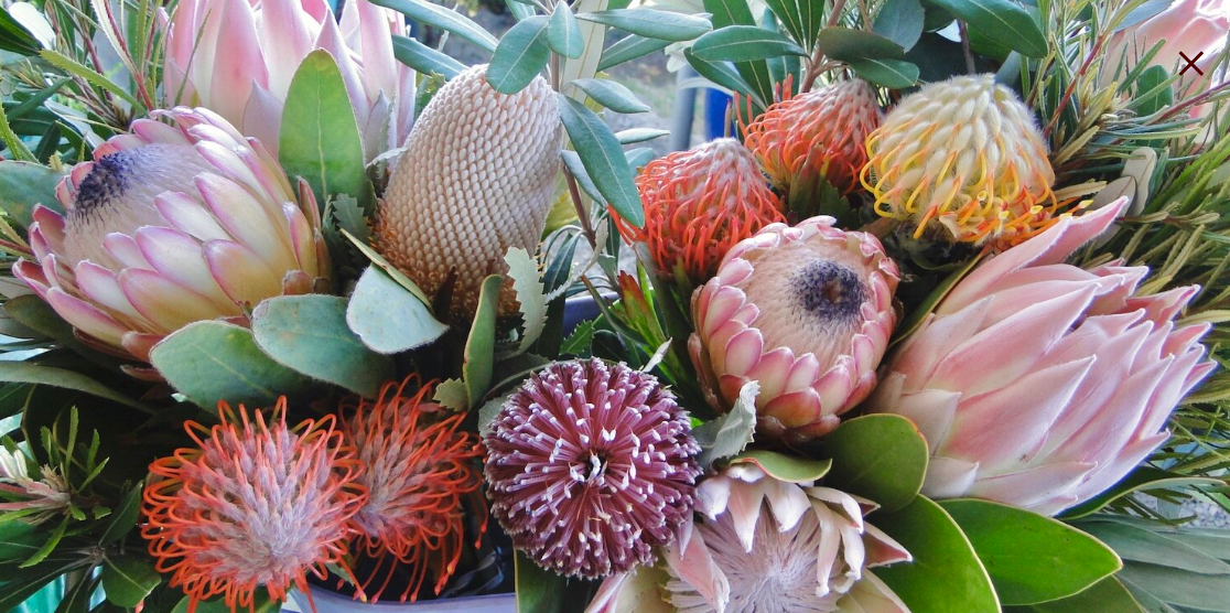 Kula Maui Protea - Country Bouquet