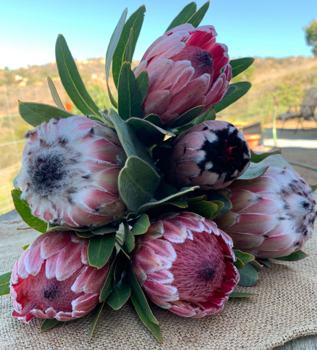 Kula Maui Protea - Country Bouquet