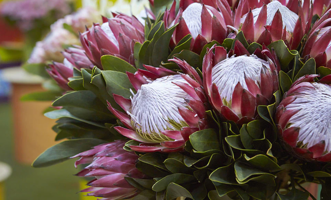 Kula Maui Protea - Country Bouquet