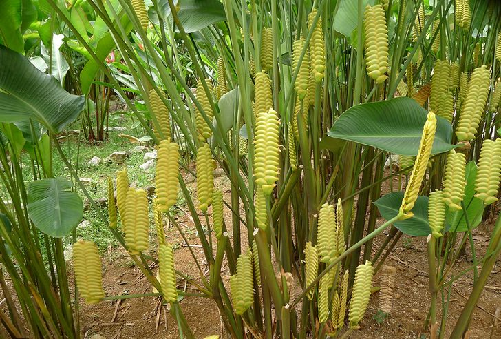 Rattle Snake Ginger Plants - Rare and Unique