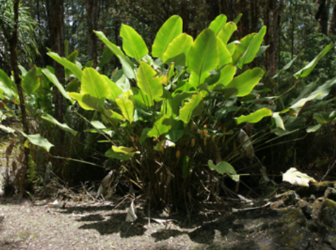 Rattle Snake Ginger Plants - Rare and Unique