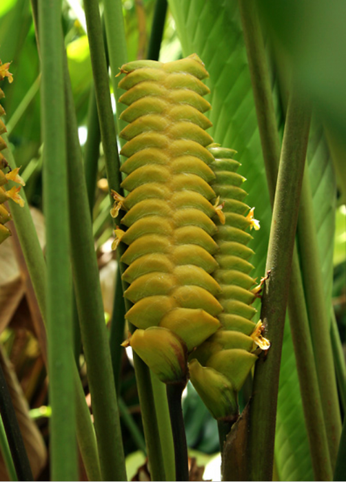 Rattle Snake Ginger Plants - Rare and Unique