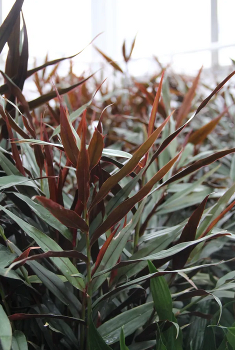 Bamboo Ginger - Gorgeous two toned plant gift