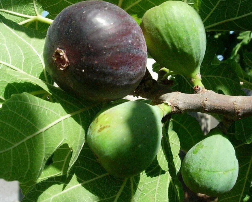 15 GALLON FRUIT TREE