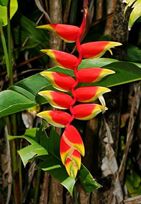 Tropical Oasis Ginger