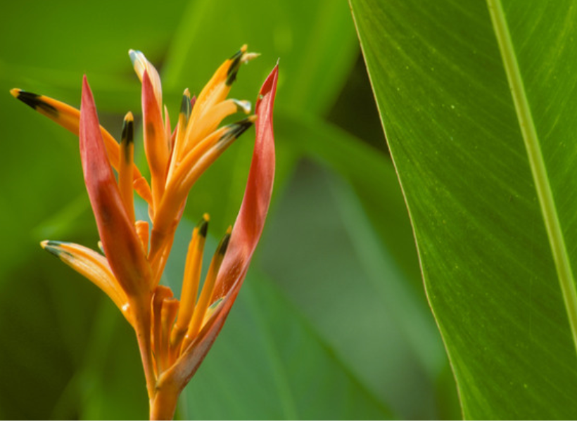 Tropical Oasis Ginger