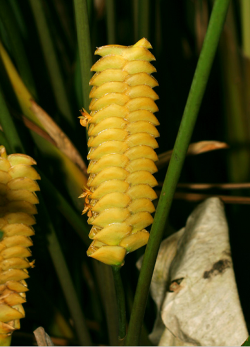 Tropical Oasis Ginger