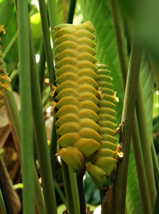 Tropical Oasis Ginger