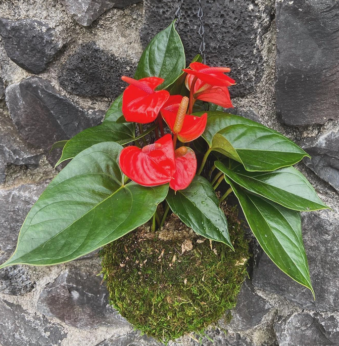 Heart On A Stem Kokedama