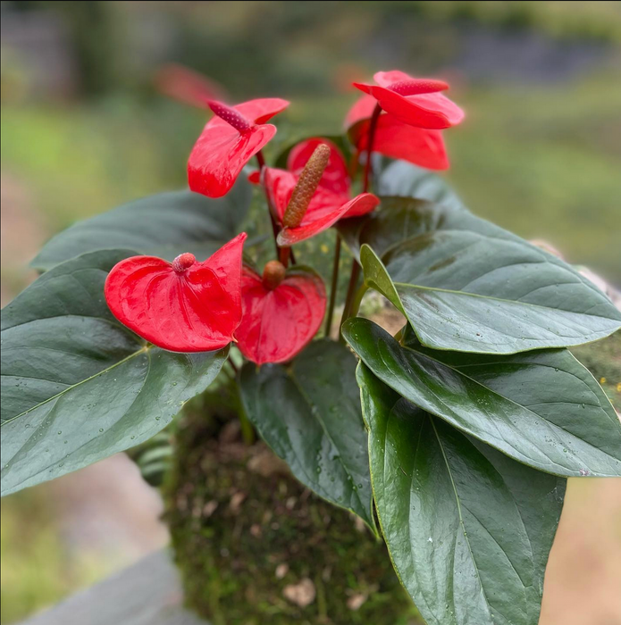 Heart On A Stem Kokedama