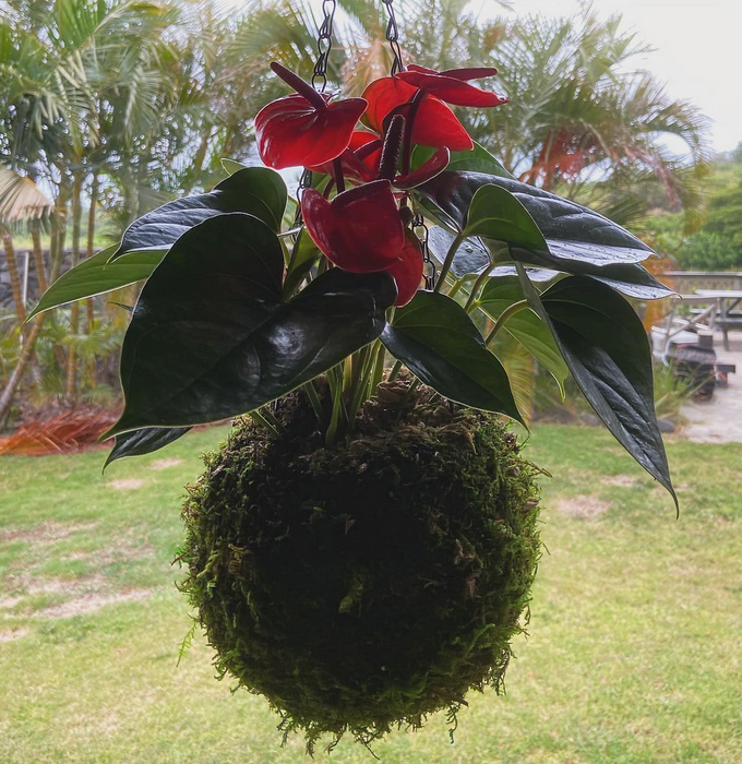 Heart On A Stem Kokedama