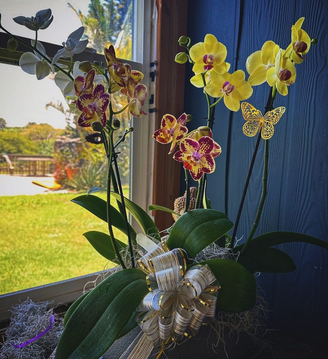 Gorgeous Orchid Arrangements - Choose your color