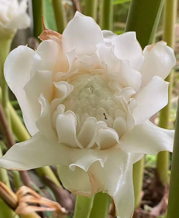 Torch Ginger