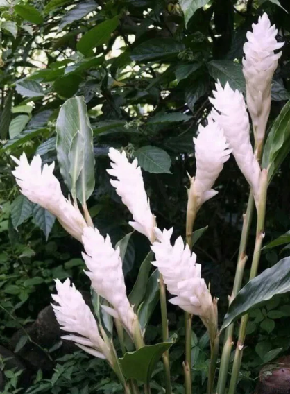 Torch Ginger