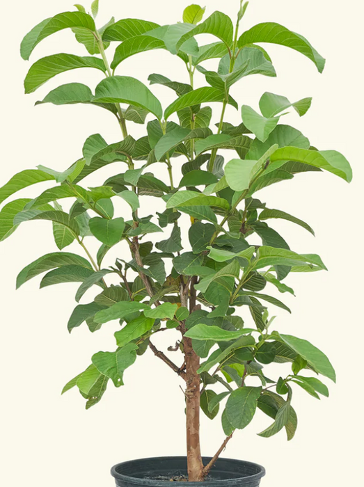 $50 SALE UNTIL 8/7  NEW EXOTIC MAUI FRUIT TREE INVENTORY 1 GALLON SPECIAL