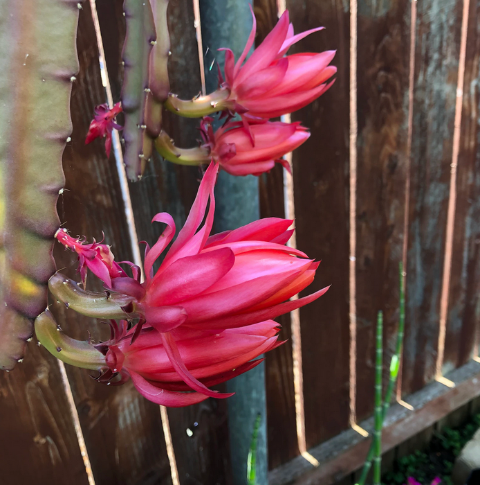 EPIPHYLLUM RED ORCHID cactus with Edible Fruit (CUTTINGS)