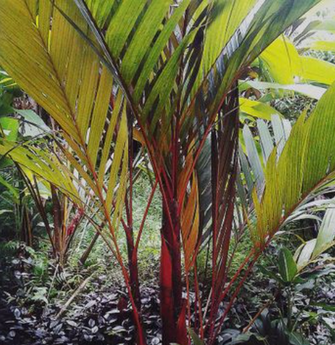 Luxury Areca  Palm (Lipstick & Red Crownshaft)