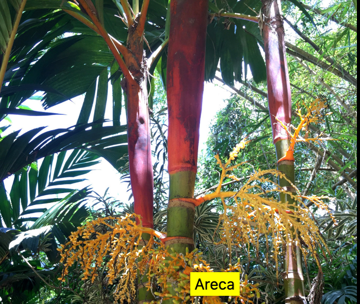 Luxury Areca  Palm (Lipstick & Red Crownshaft)