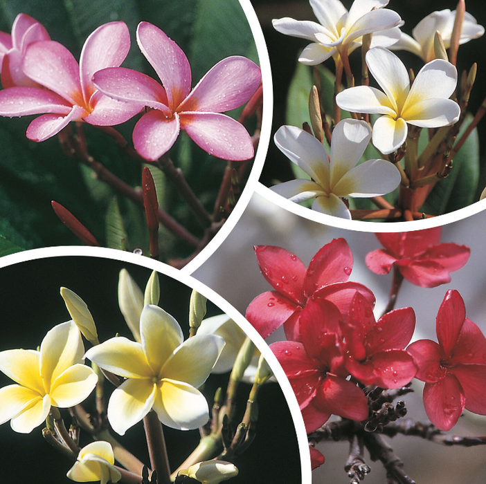 Potted Plumeria Gift ~ Sweet Aloha Vibes