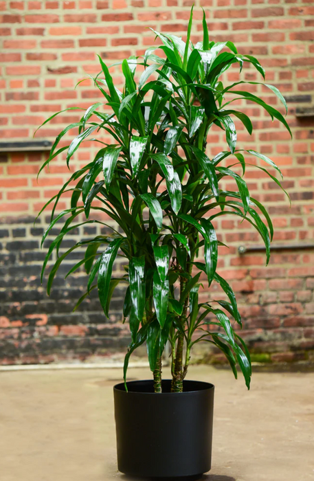 Top Choice Office or House Warming  ~ "Mass Cane" Dracaena