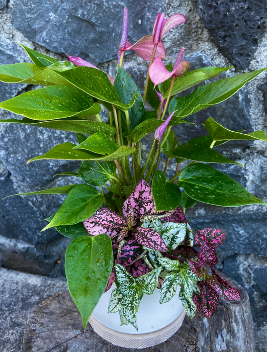 New Perfect All Occasion Plant Gift - Low Maintenance, Easy Care