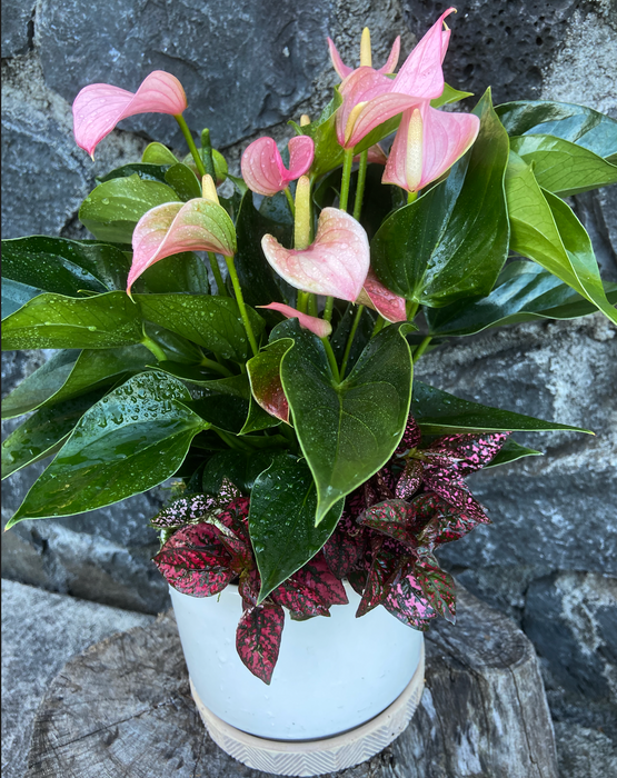 New Perfect All Occasion Plant Gift - Low Maintenance, Easy Care