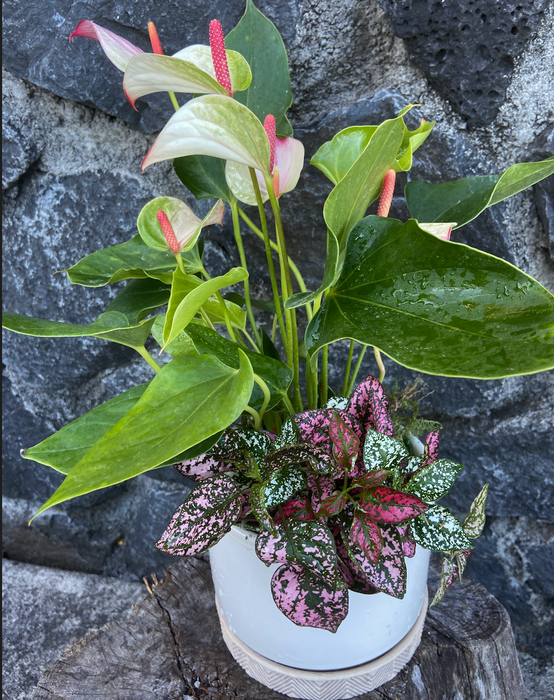 New Perfect All Occasion Plant Gift - Low Maintenance, Easy Care