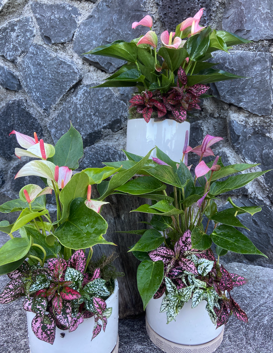 New Perfect All Occasion Plant Gift - Low Maintenance, Easy Care