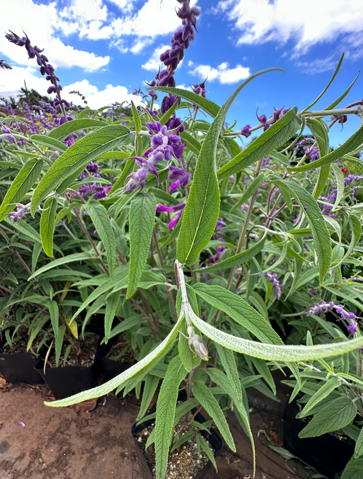 3-4ft tall Spanish Sage