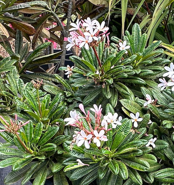 Maui Plumeria Tree