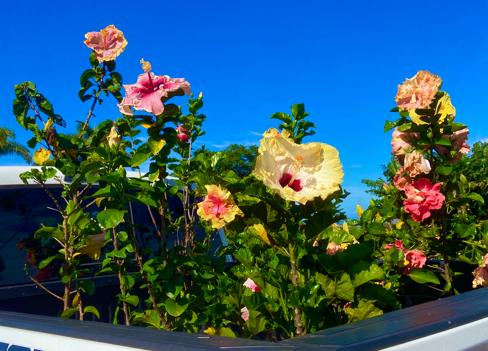 Hibiscus Hedge ~ Exotic Specialty 10 Plants