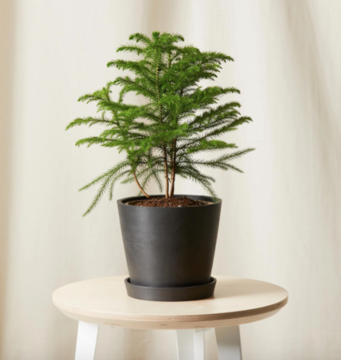 Table Top Potted Christmas Tree