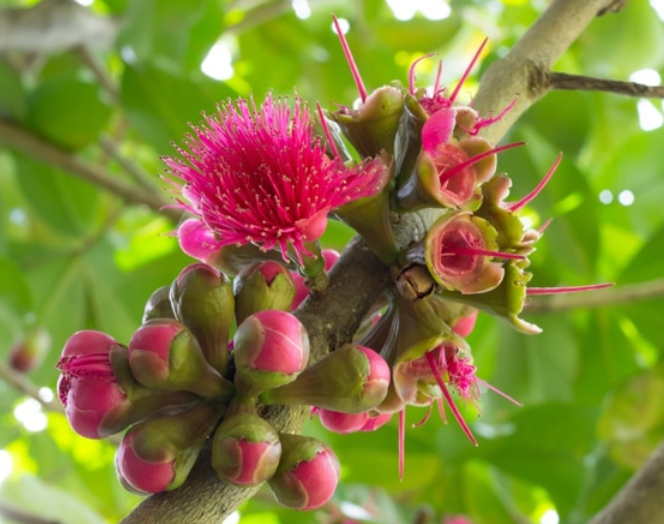 Ōhia 'Ai - Mountain Apple Fruit Tree (Only 3)