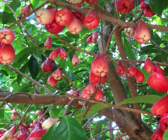 Ōhia 'Ai - Mountain Apple Fruit Tree (Only 3)