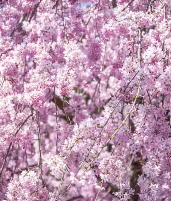 ANNUAL CHERRY BLOSSOM SALE