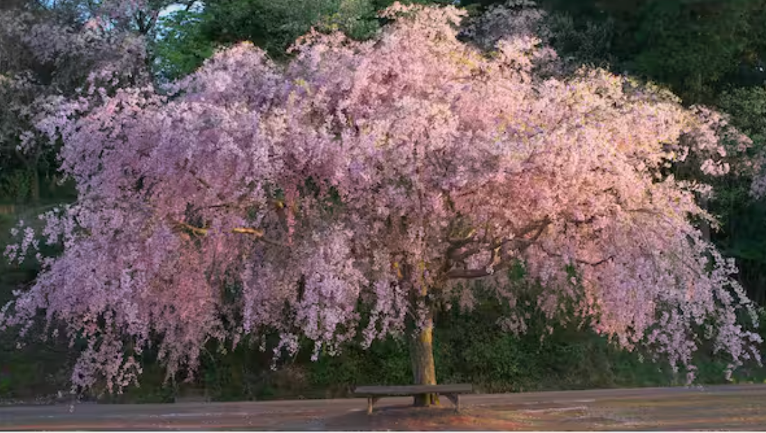 ANNUAL CHERRY BLOSSOM SALE