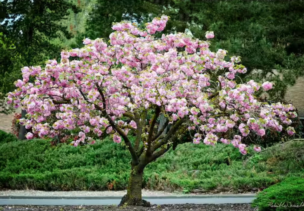 ANNUAL CHERRY BLOSSOM SALE