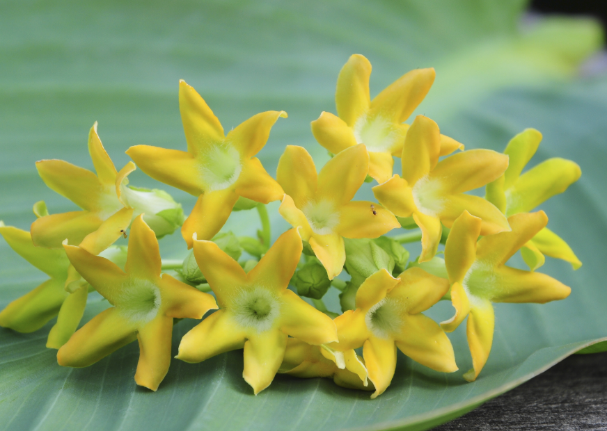 Lei Flower Package