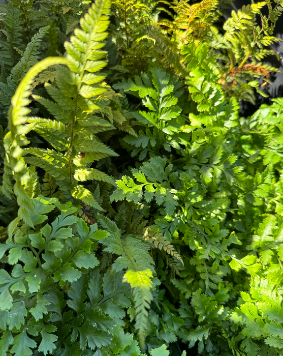 FERN SALE! New inventory